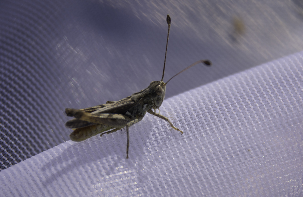 Myrmeleotettix antennatus - homoki bunkóscsápúsáska