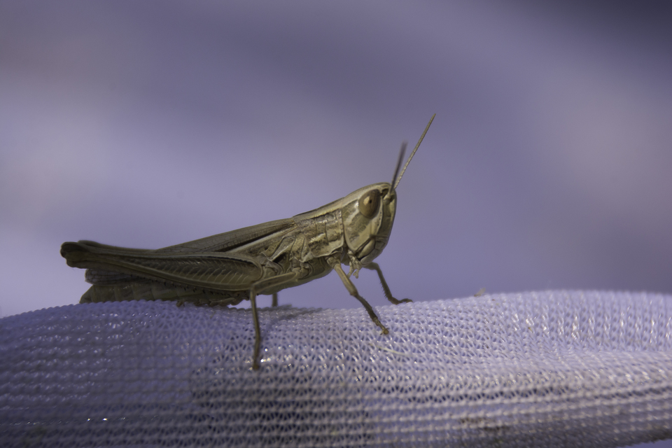 Euchorthippus pulvinatus - karcsú rétisáska