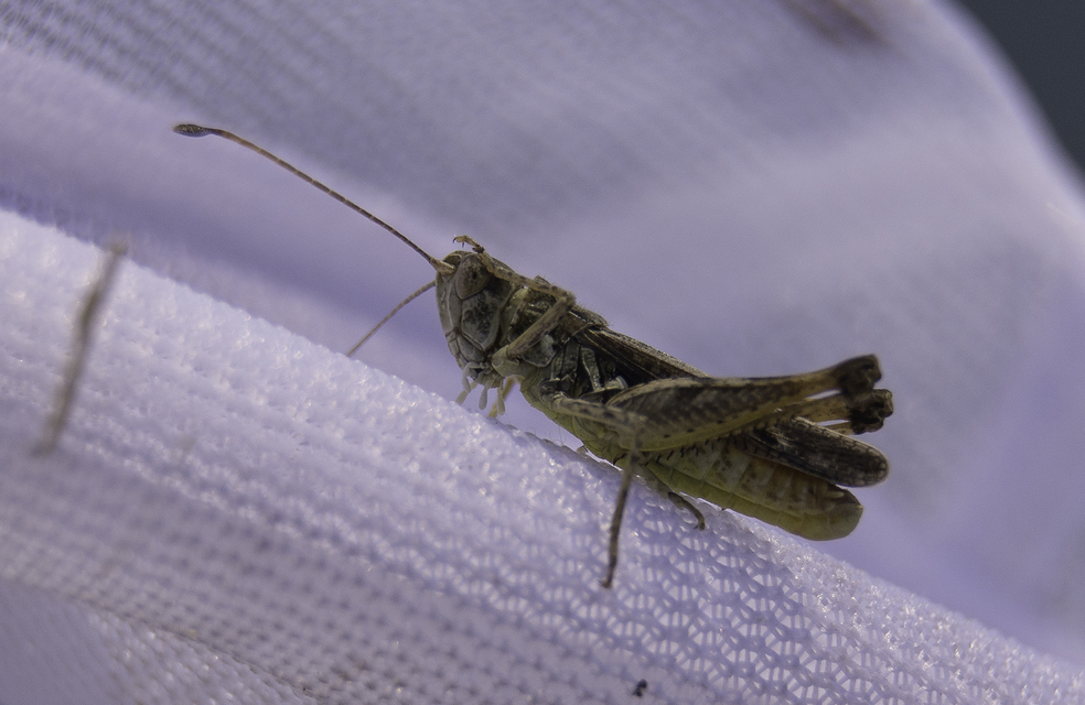 Myrmeleotettix antennatus - homoki bunkóscsápúsáska
