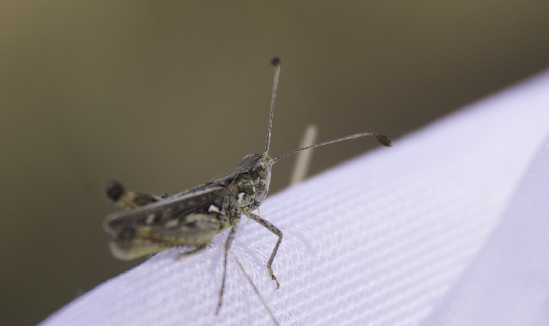 Myrmeleotettix antennatus - homoki bunkóscsápúsáska
