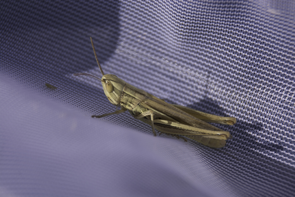 Euchorthippus pulvinatus - karcsú rétisáska