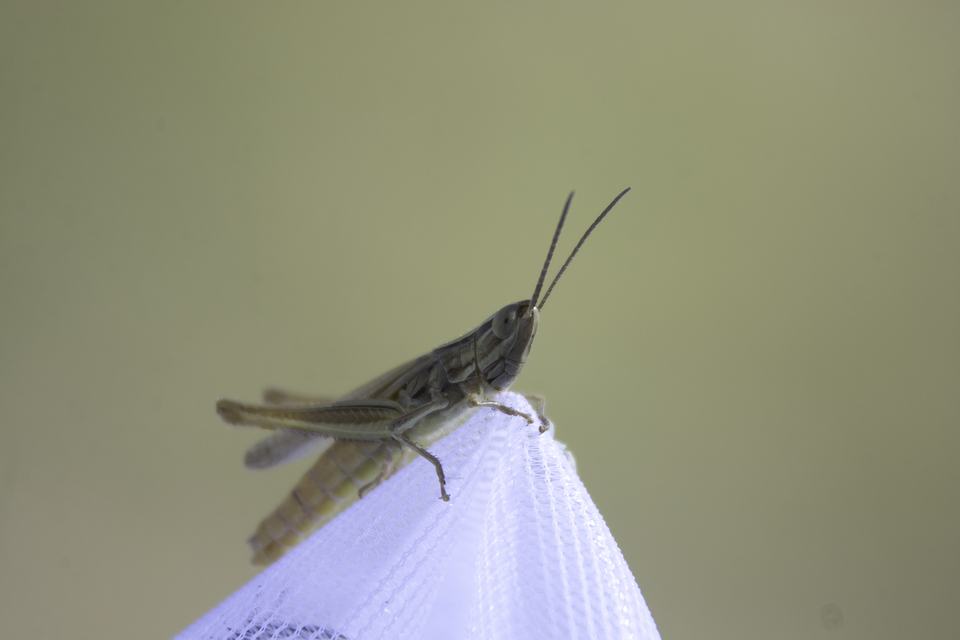 Euchorthippus pulvinatus - karcsú rétisáska