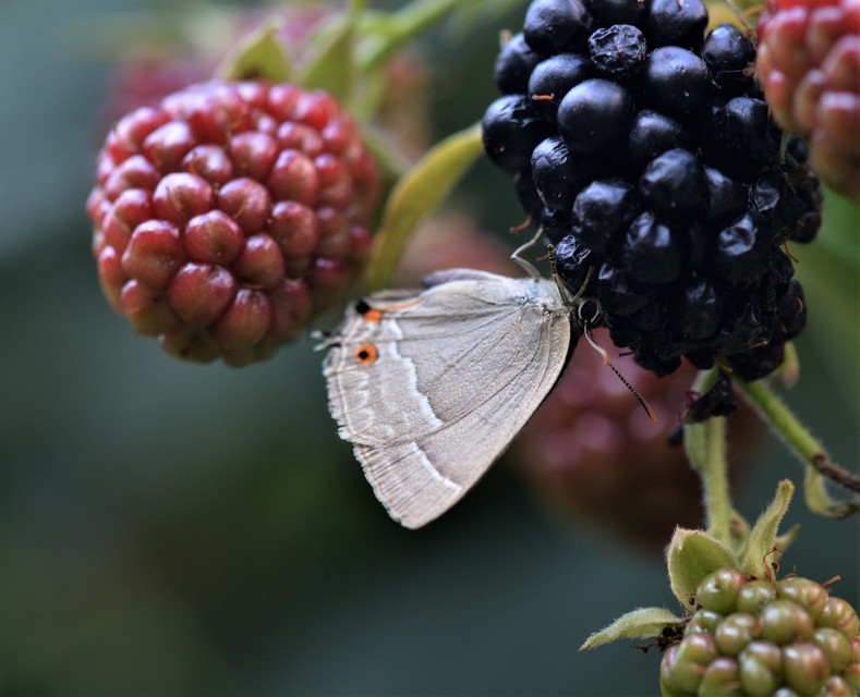 Neozephyrus quercus - tölgyfalepke