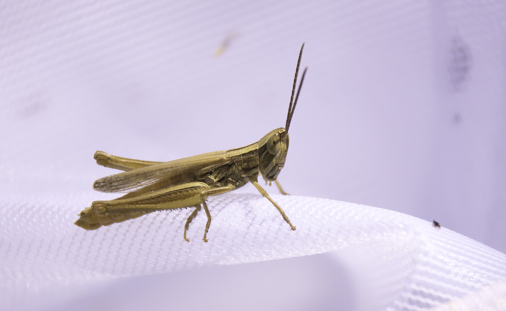 Euchorthippus pulvinatus - karcsú rétisáska