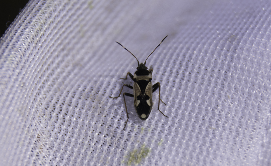 Raglius confusus