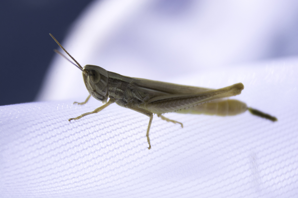 Euchorthippus pulvinatus - karcsú rétisáska