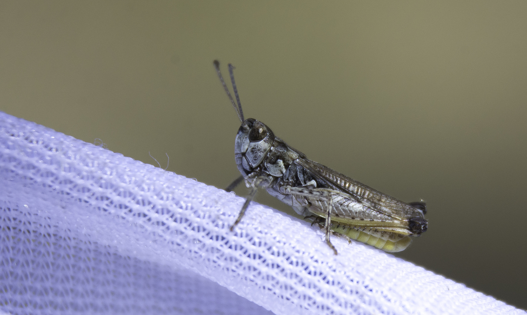 Myrmeleotettix maculatus - kis bunkóscsápúsáska