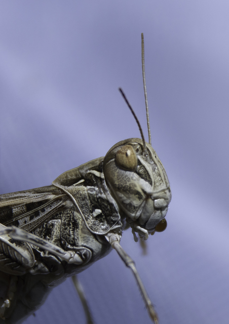 Oedaleus decorus - szalagos sáska