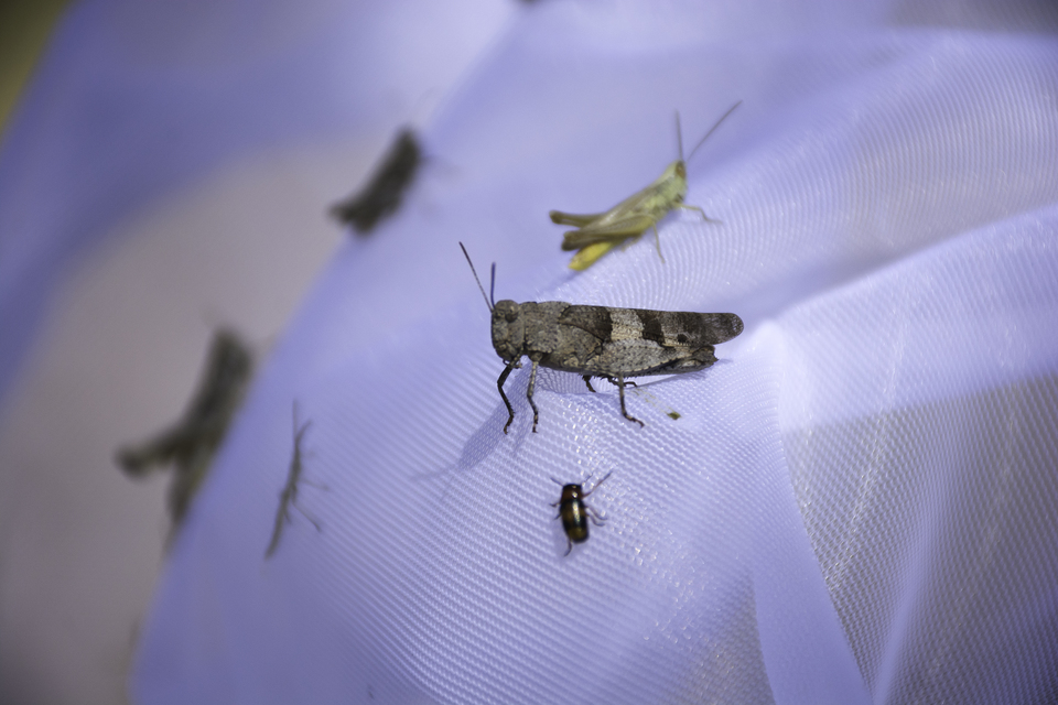 Oedipoda caerulescens - kékszárnyú sáska