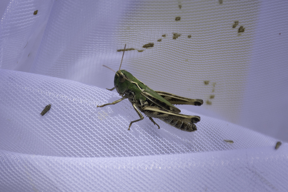 Stenobothrus nigromaculatus - sztyeppréti sáska