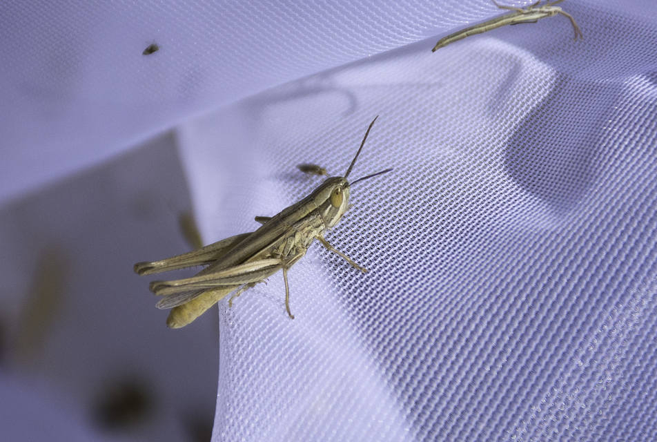 Euchorthippus pulvinatus - karcsú rétisáska