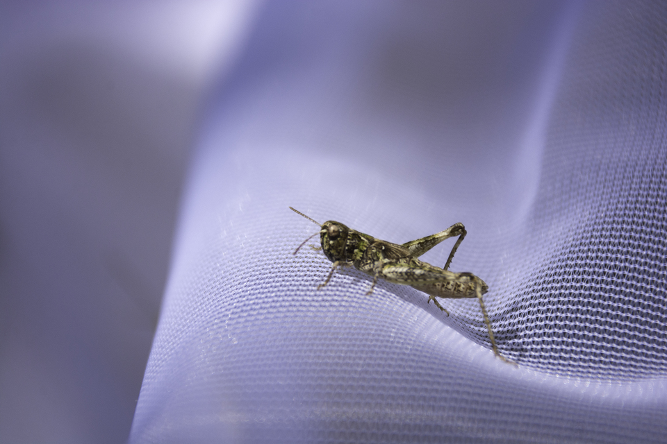Myrmeleotettix maculatus - kis bunkóscsápúsáska