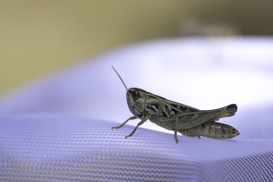 Stenobothrus nigromaculatus - sztyeppréti sáska