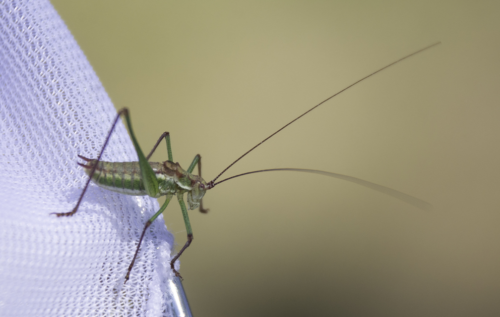 Leptophyes albovittata - közönséges virágszöcske