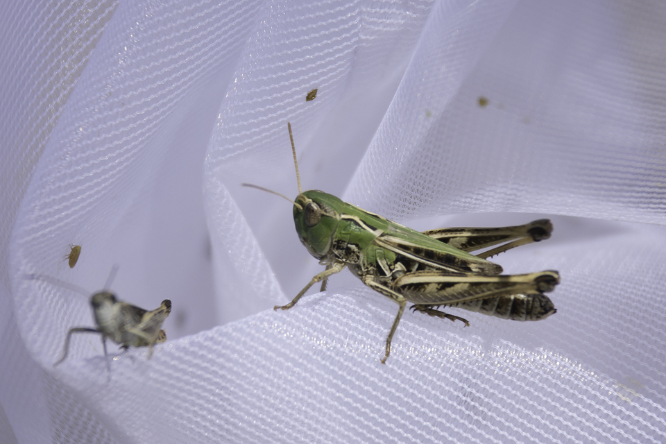 Stenobothrus nigromaculatus - sztyeppréti sáska