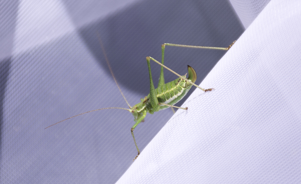 Leptophyes albovittata - közönséges virágszöcske