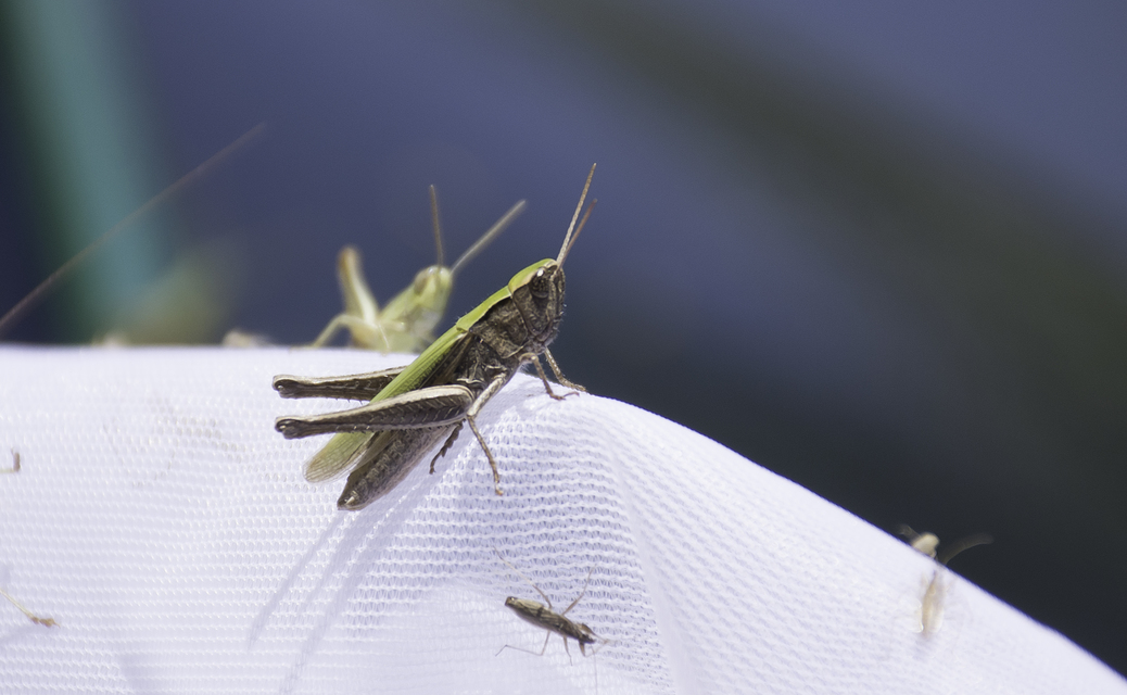 Chorthippus (Chorthippus) (subgenus)