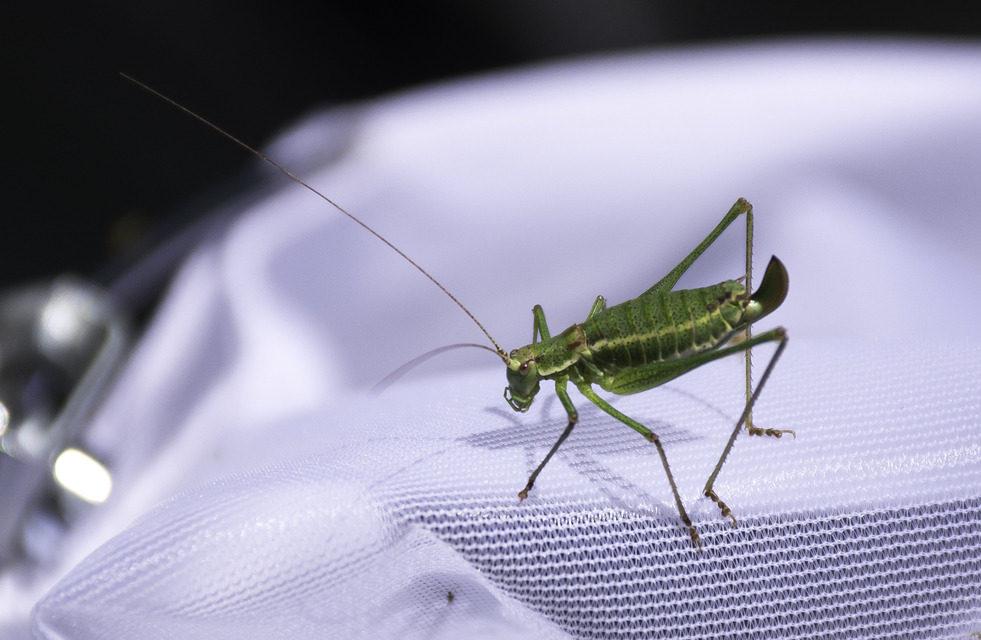 Leptophyes albovittata - közönséges virágszöcske