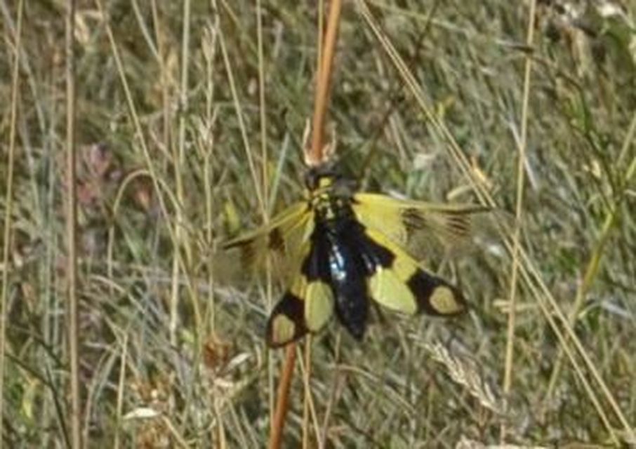Libelloides macaronius - keleti rablópille