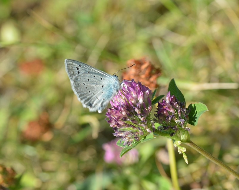 Polyommatus daphnis - csipkés boglárka