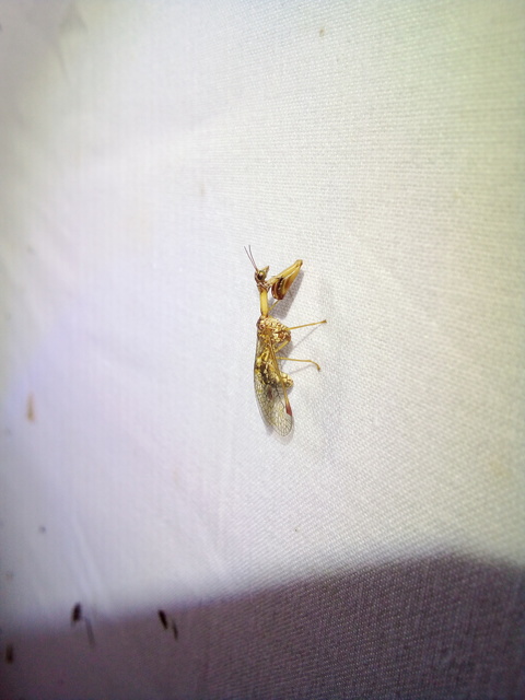 Mantispa styriaca - kétszínű fogólábú-fátyolka