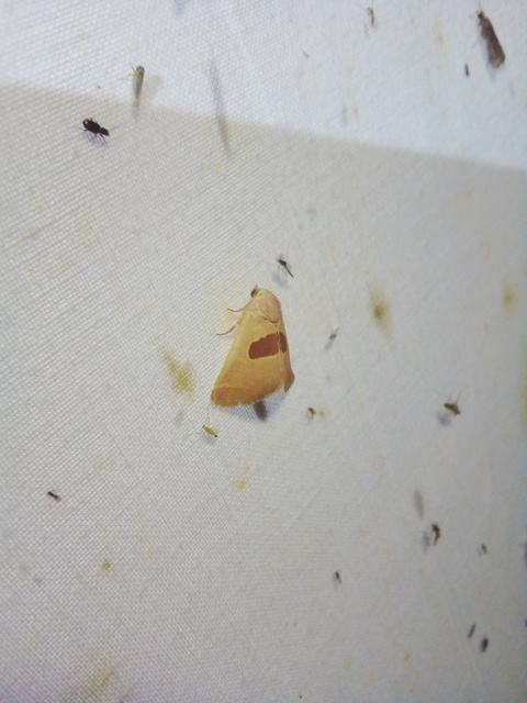 Calymma communimacula - pajzstetűfaló bagoly