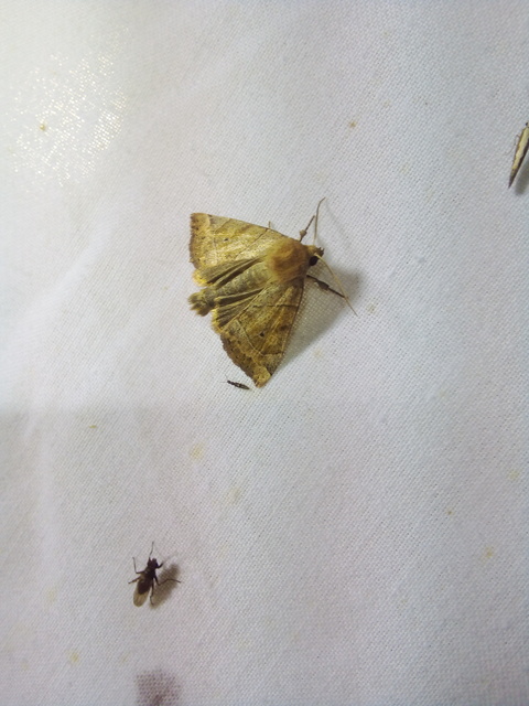 Cosmia trapezina - közönséges lombbagoly