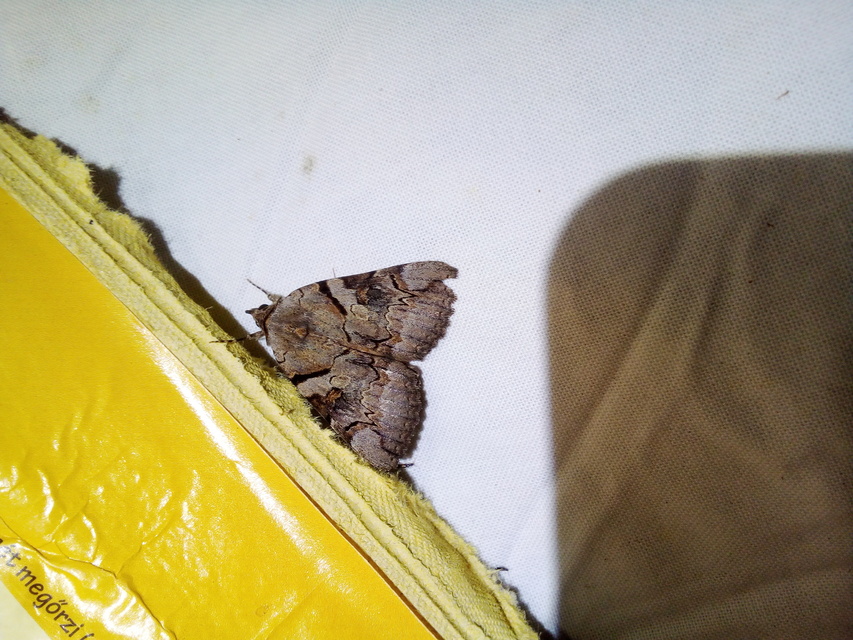 Catocala hymenaea - kökény-övesbagoly