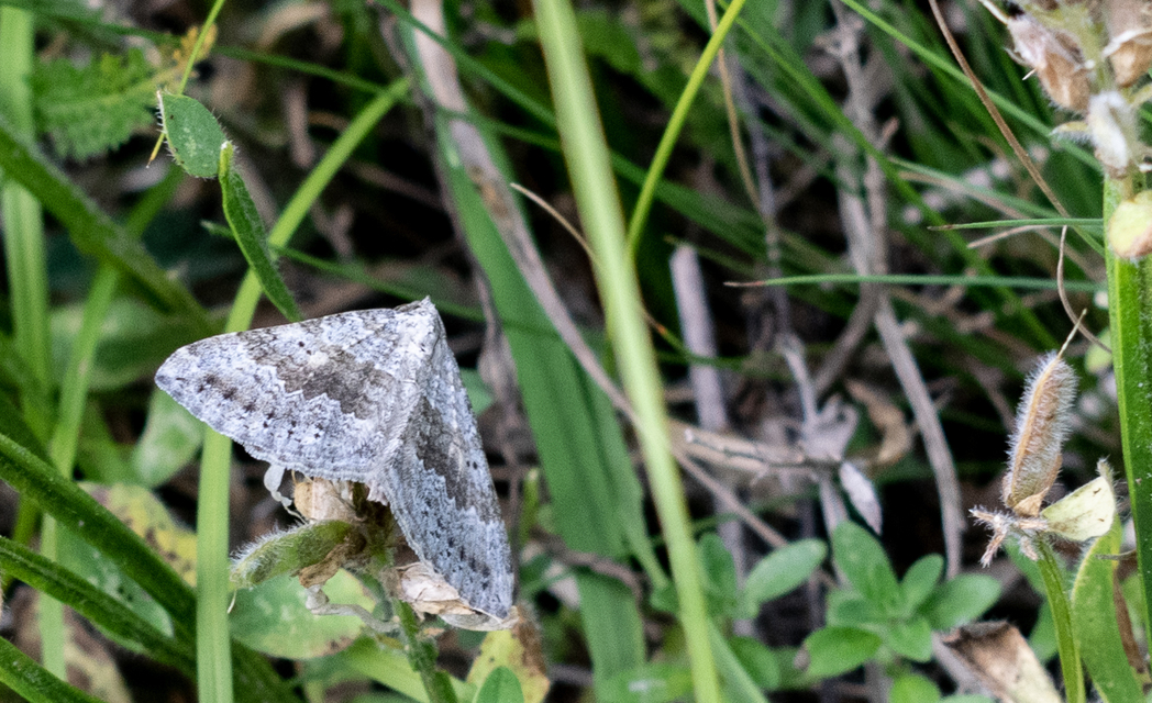 Scotopteryx bipunctaria - lóhere-araszoló
