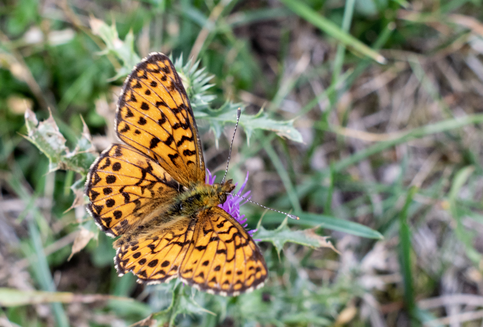 Boloria titania - lilás gyöngyházlepke
