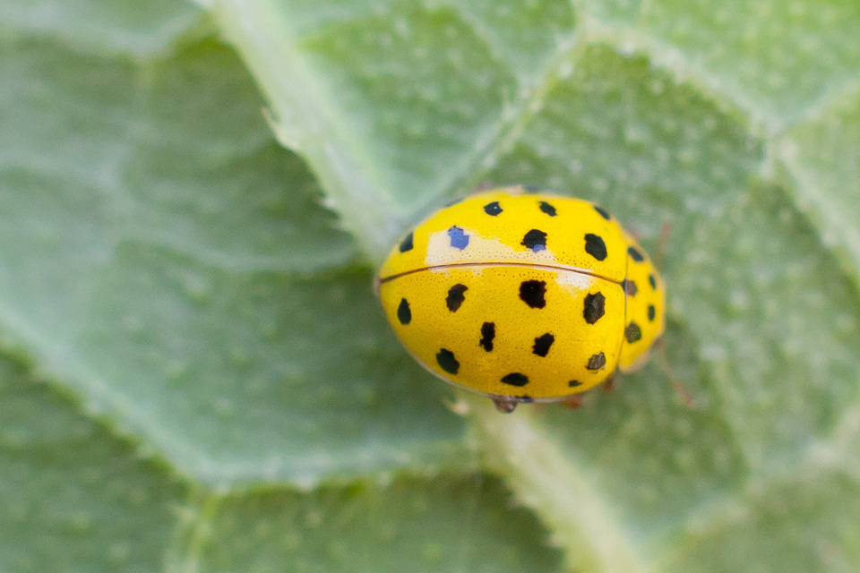 Psyllobora vigintiduopunctata - huszonkétpettyes katica