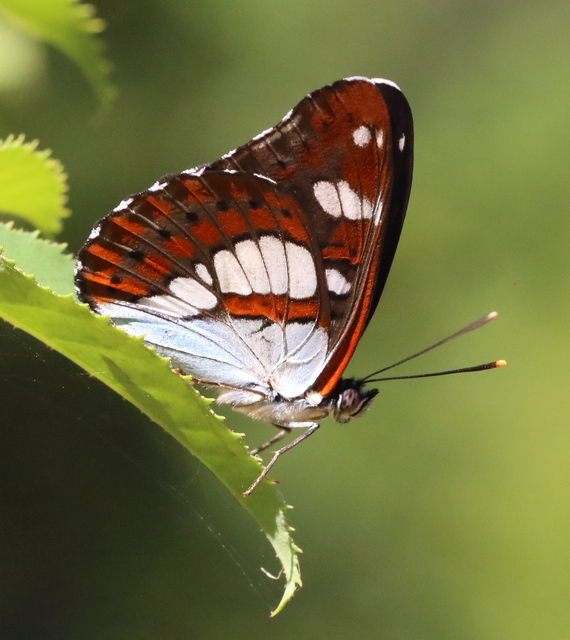 Limenitis reducta - kék lonclepke