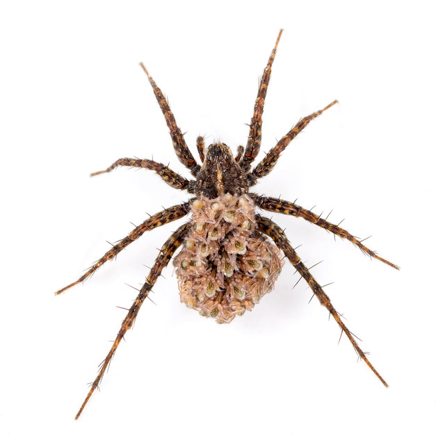 Pardosa