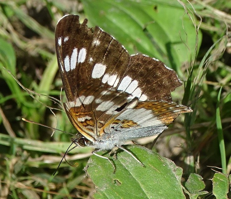 Limenitis camilla - kis lonclepke