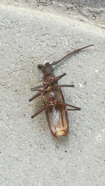 Aegosoma scabricorne - diófacincér