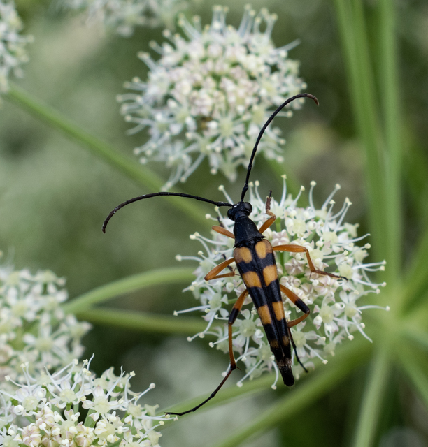 Strangalia attenuata - nyurgacincér