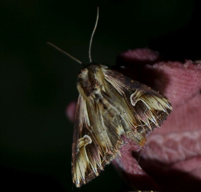 Actinotia polyodon - nagy sugarasbagoly