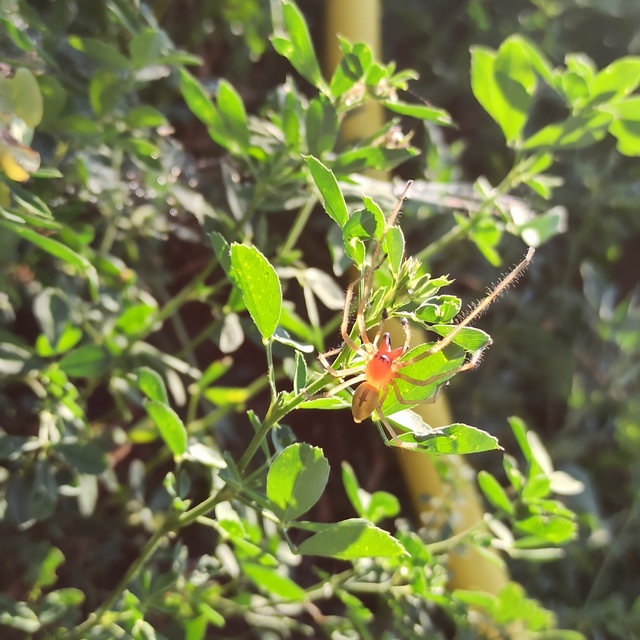 Cheiracanthium punctorium - mérges dajkapók