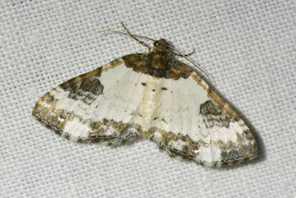 Melanthia procellata - hullámos tarkaaraszoló