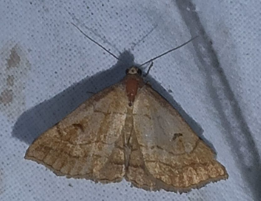 Polypogon gryphalis - láperdei karcsúbagoly