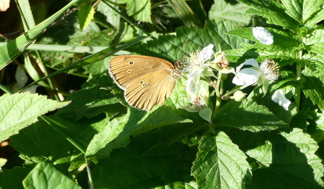 Aphantopus hyperanthus - közönséges ökörszemlepke