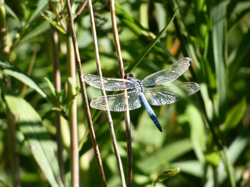 Orthetrum brunneum - pataki pásztorszitakötő