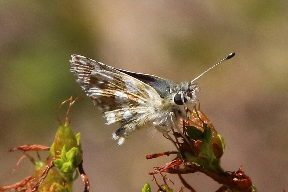 Spialia orbifer - törpe busalepke
