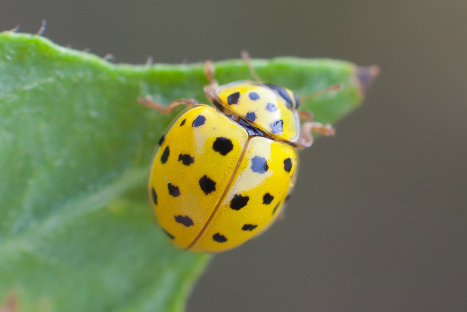 Psyllobora vigintiduopunctata - huszonkétpettyes katica