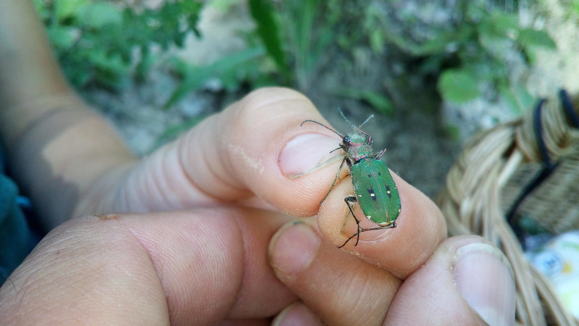 Cicindela campestris - mezei homokfutrinka