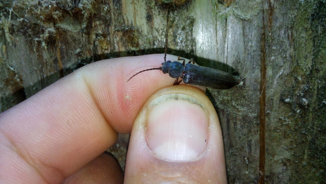 Arhopalus rusticus - gödrösnyakú cincér