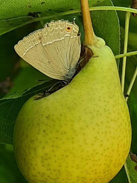 Neozephyrus quercus - tölgyfalepke
