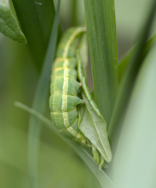 Aporophyla lutulenta - sziki őszibagoly