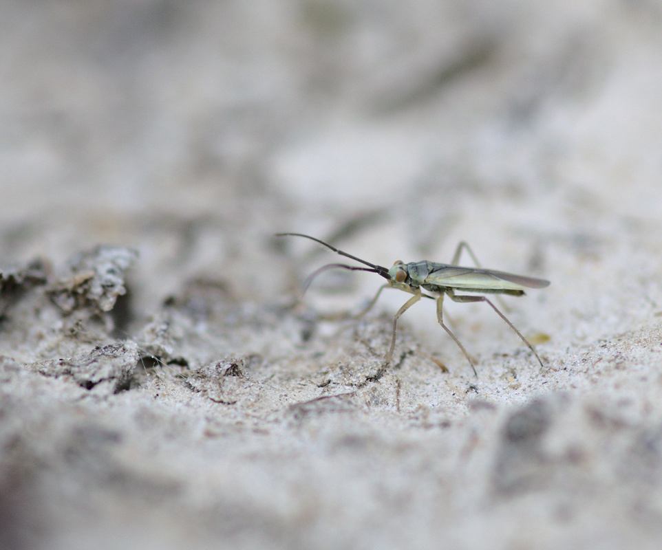 Conostethus hungaricus