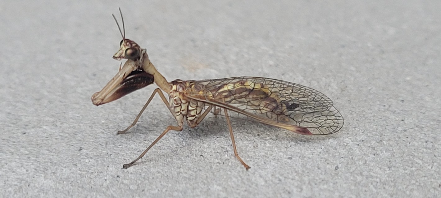 Mantispa styriaca - kétszínű fogólábú-fátyolka